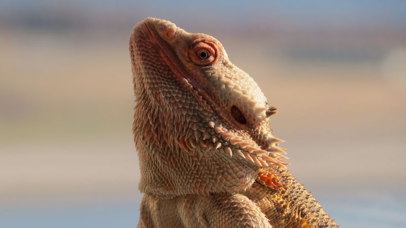 central bearded dragon, lizard, reptile, 4k