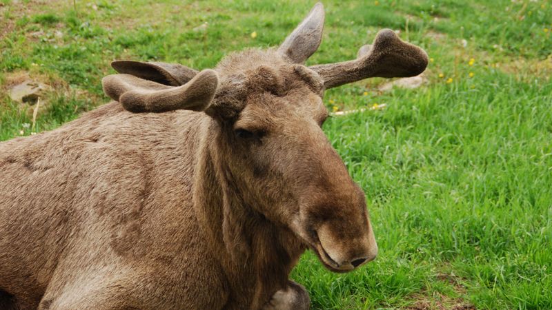 elk, face, lying, grass, 4k