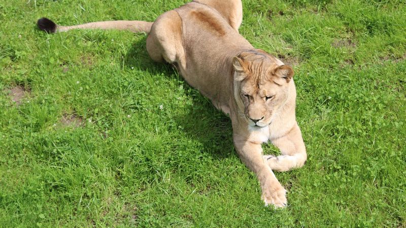 lioness, predator, big cat, lying, grass, 4k