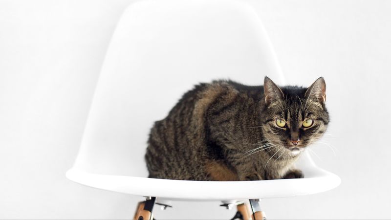 cat, chair, sit, striped, 4k