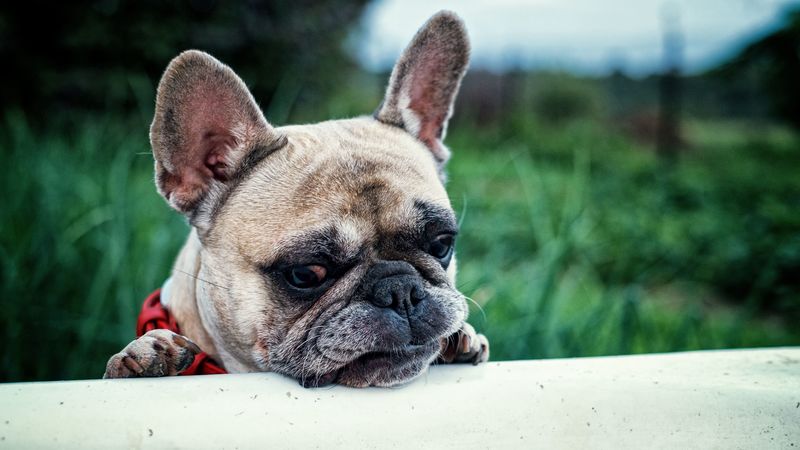 french bulldog, dog, muzzle, 4k