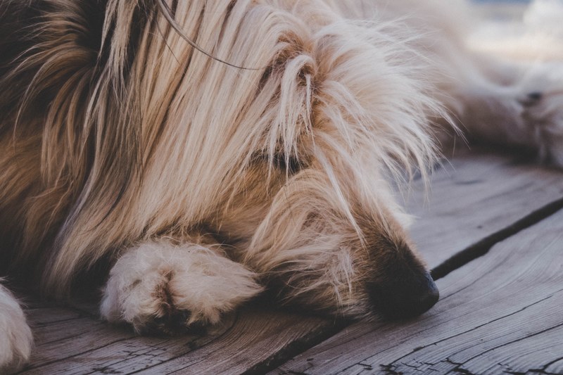 dog pet canine and fur 4k