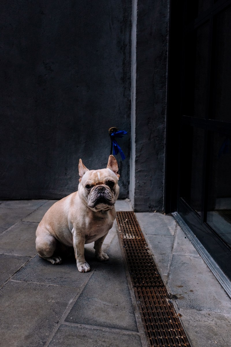 dog pet canine and bulldog hd, 4k