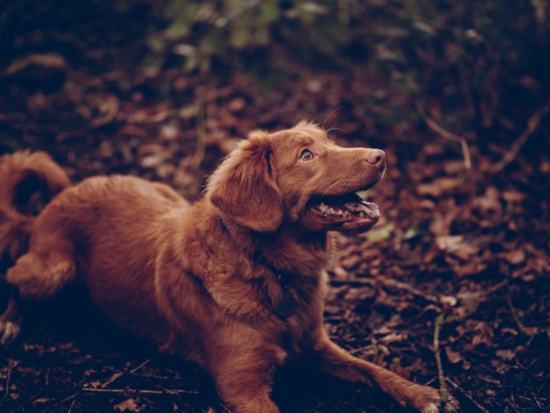 dog pet canine and brown 4k