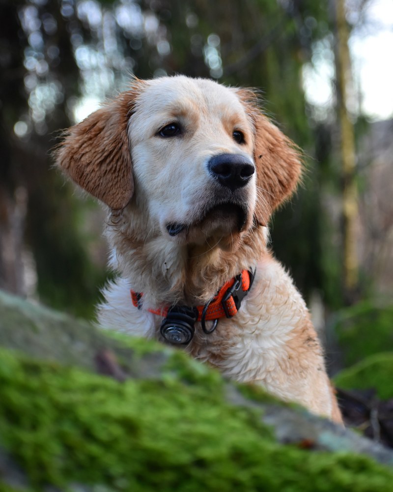 dog pet canine and collar hd, 4k