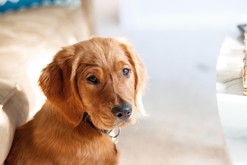 puppy dog golden retreiver and red 4k