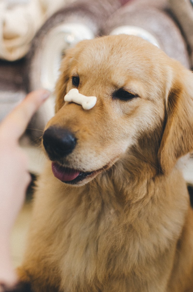 animal golden retriever and dog hd, 4k