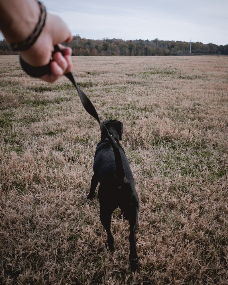 dog walking lead and black hd, 4k
