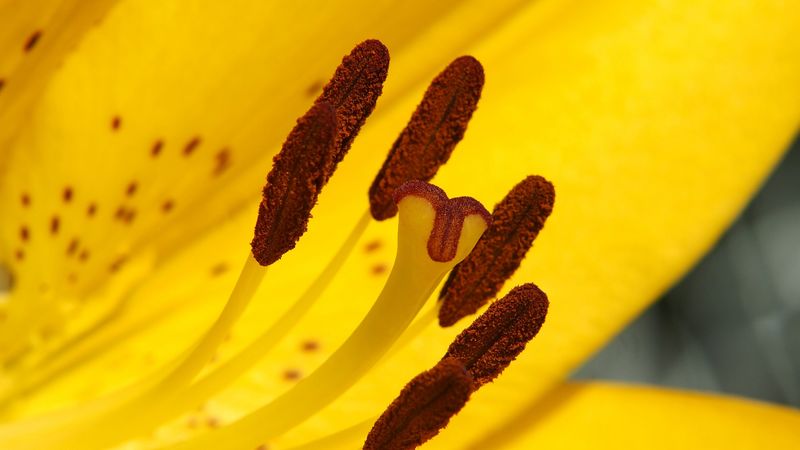 lily, flower, yellow, stamens, pollen, 4k