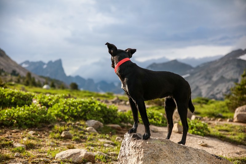 black dog in red collar looking back at green hills and mountains, patrick hendry cirque de yuki 4k