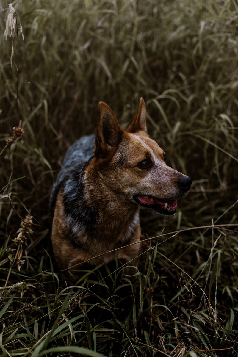 dog grass animal and pet hd, 4k