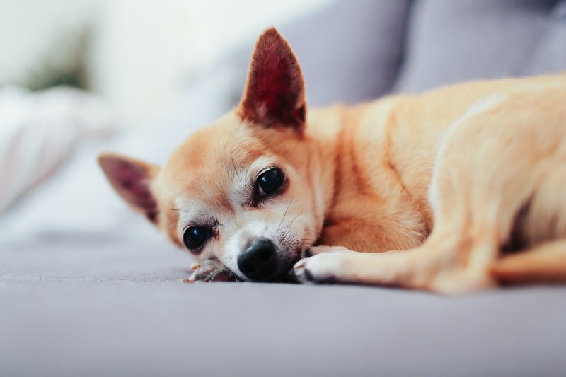 animal dog chihuahua and puppy 4k
