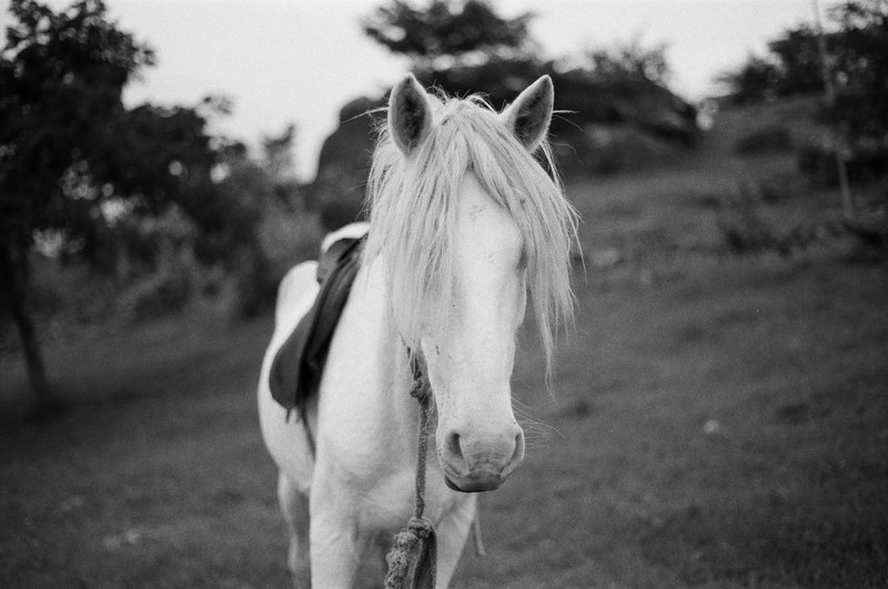 horses blues 4k