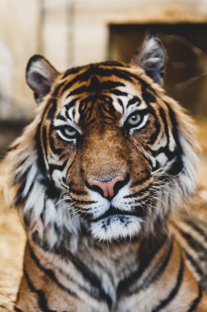 tiger staring at camera at edinburgh zoo, majestic tiger 4k