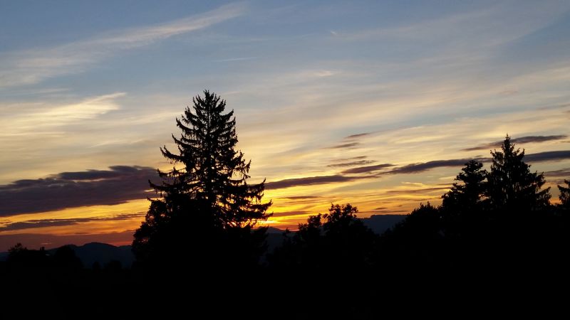 trees, sky, sunrise, clouds, 4k