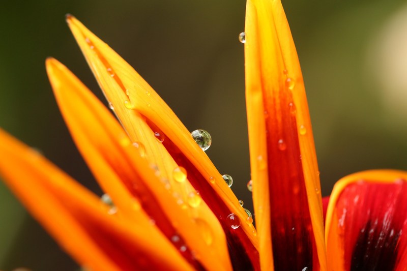 close up of droplets of dew sliding down orange flower petals, dew on orange petals 4k