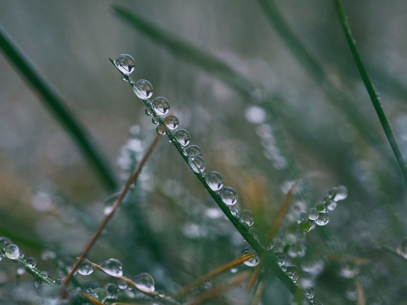 dew droplet grass and wet 4k