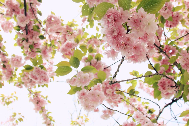 pink blossom and green leaves on a tree, pink blossom and green leaves 4k