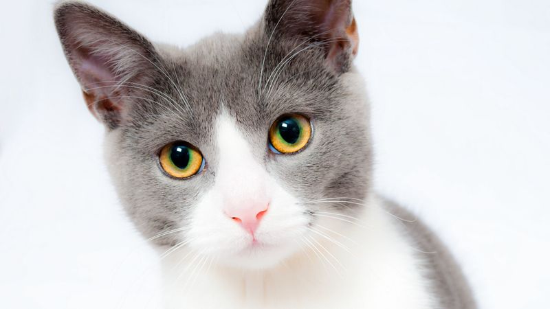 cat, face, beautiful, spotted, 4k