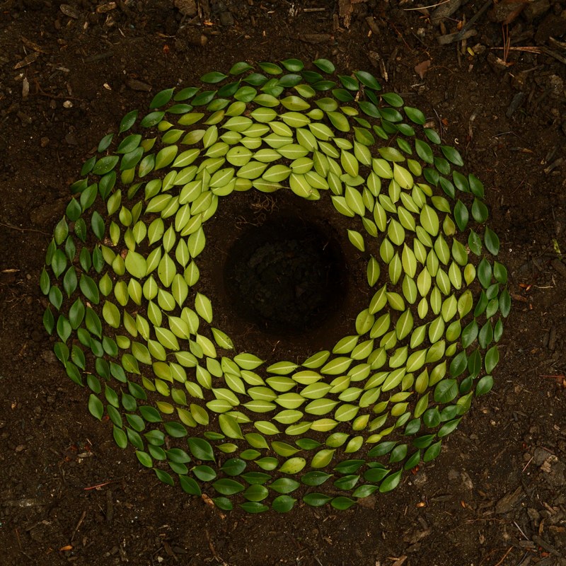 natural circular art sculpture created using leaves placed around hole in soil ground, down the rabbit hole 4k
