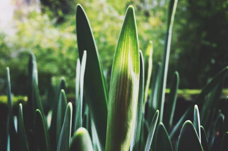 a close up of a cluster of long lanceolate leaves on a sunny day in the park, green lance like leaves 4k