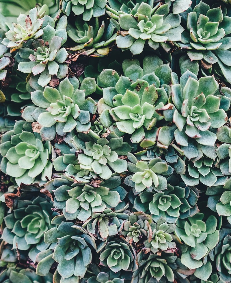 plant green leaf and succulent hd, 4k