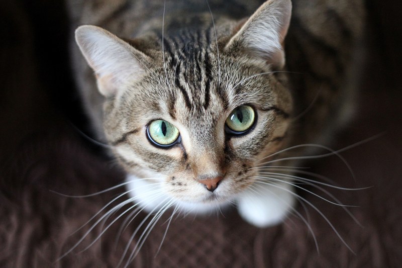 whisker pet animal and cat 4k