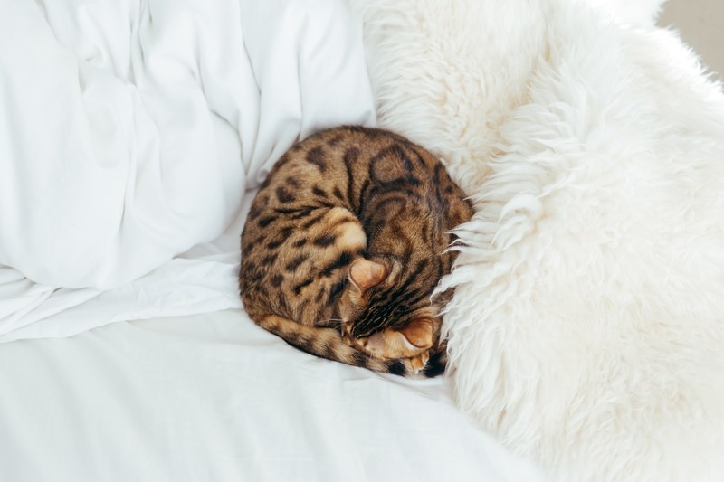 curled up sleeping minimal and texture 4k