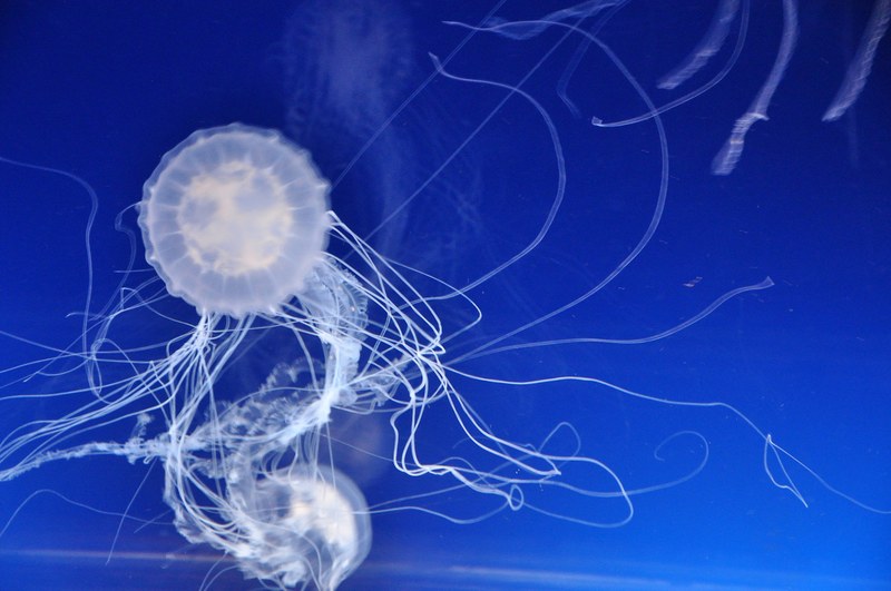 jelly fish in osaka aquarium 4k