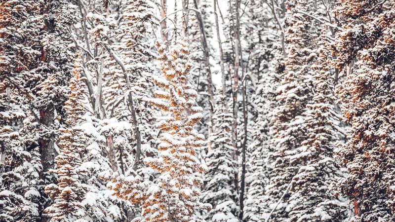 winter wilderness 13 4k