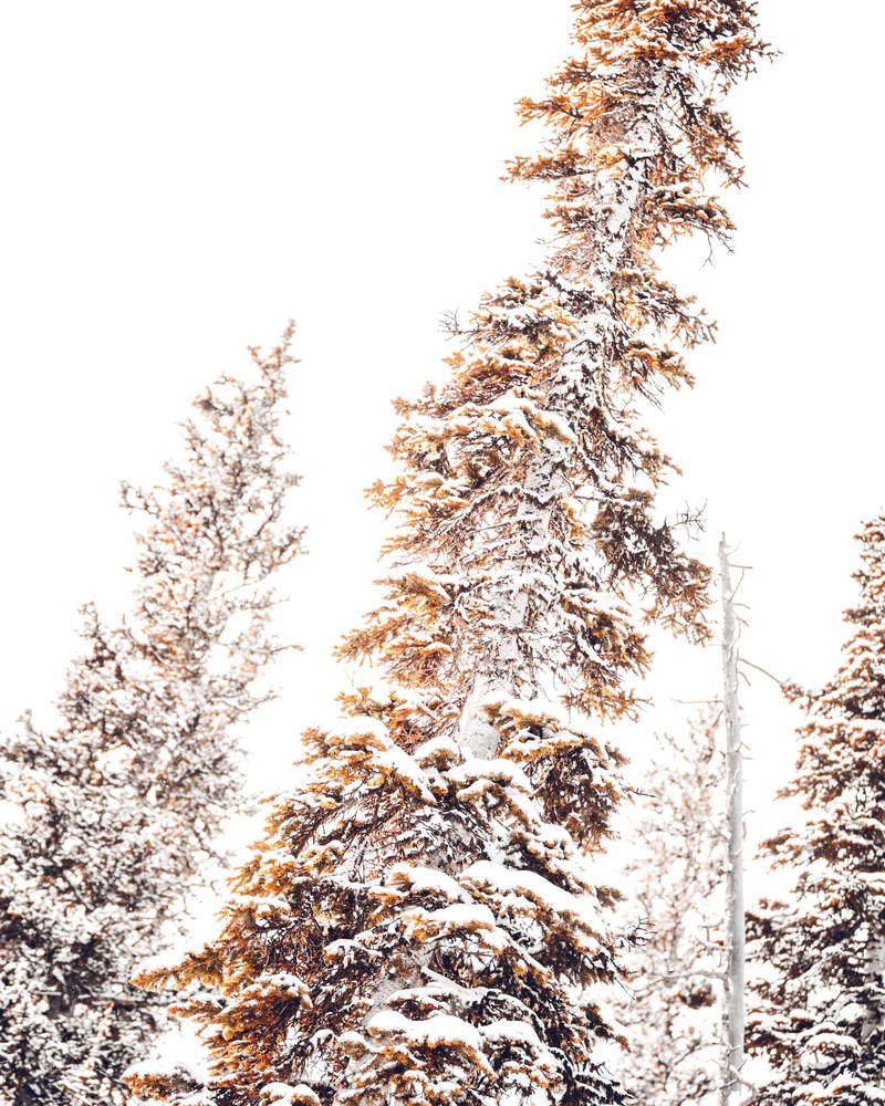 winter wilderness 10 4k