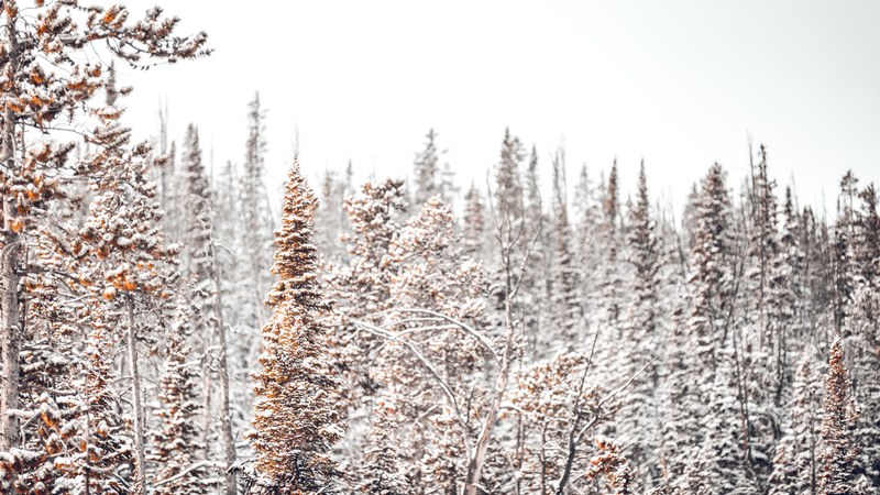 winter wilderness 09 4k