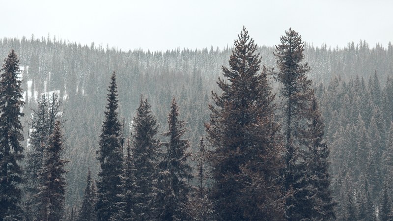 winter wilderness 02 4k