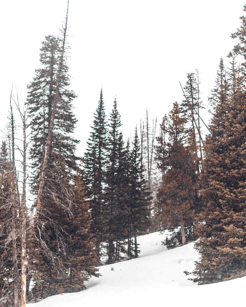 snowshoeing expedition 01 4k
