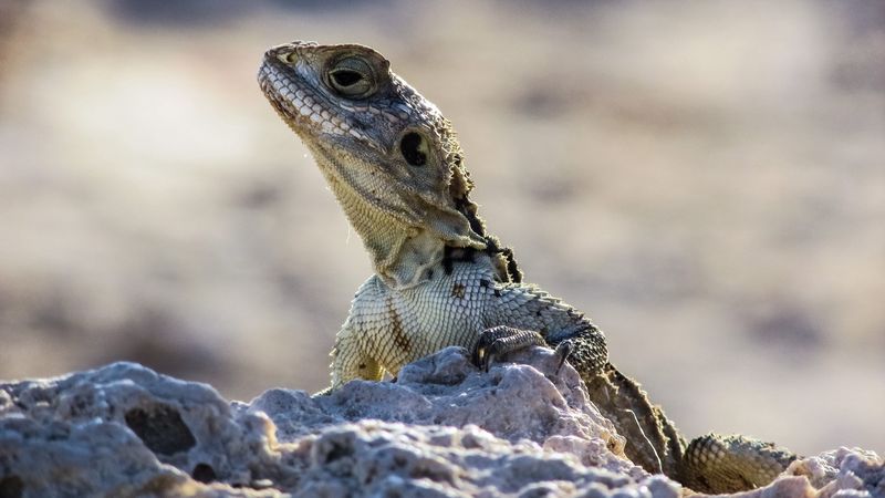 lizard, reptile, head, stones, 4k