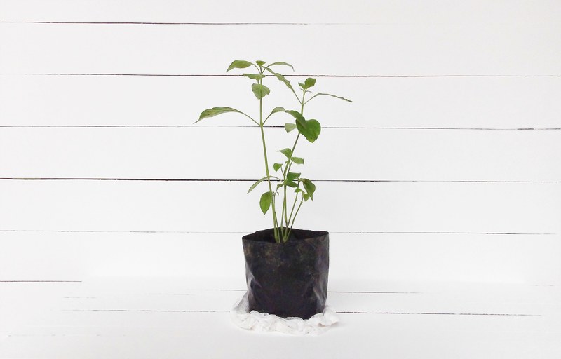 plant baf soil and leaf 4k
