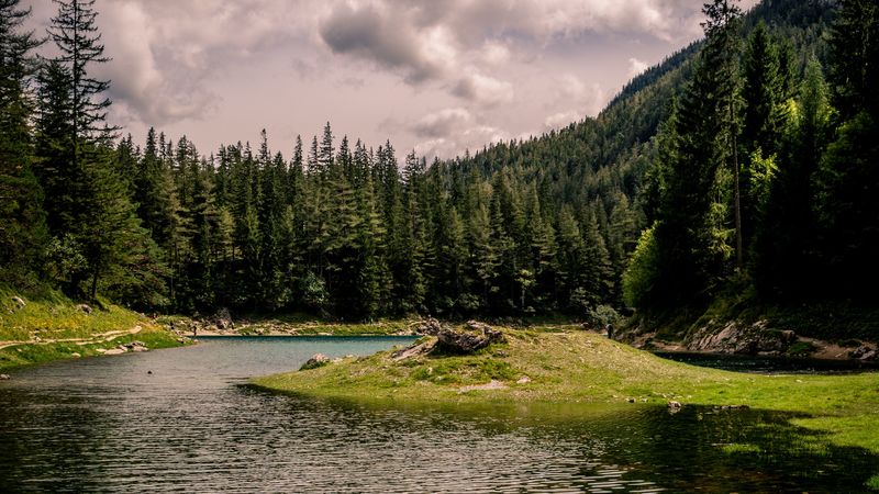 river, forest, trees, grass, 4k