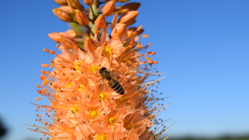 eremurus, flower, bee, pollination, 4k