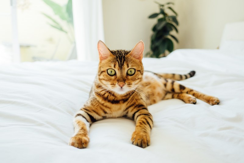 a tiger striped cat lying on white sheets and looking at the camera with its wide eyes, tiger kitty on a bed 4k