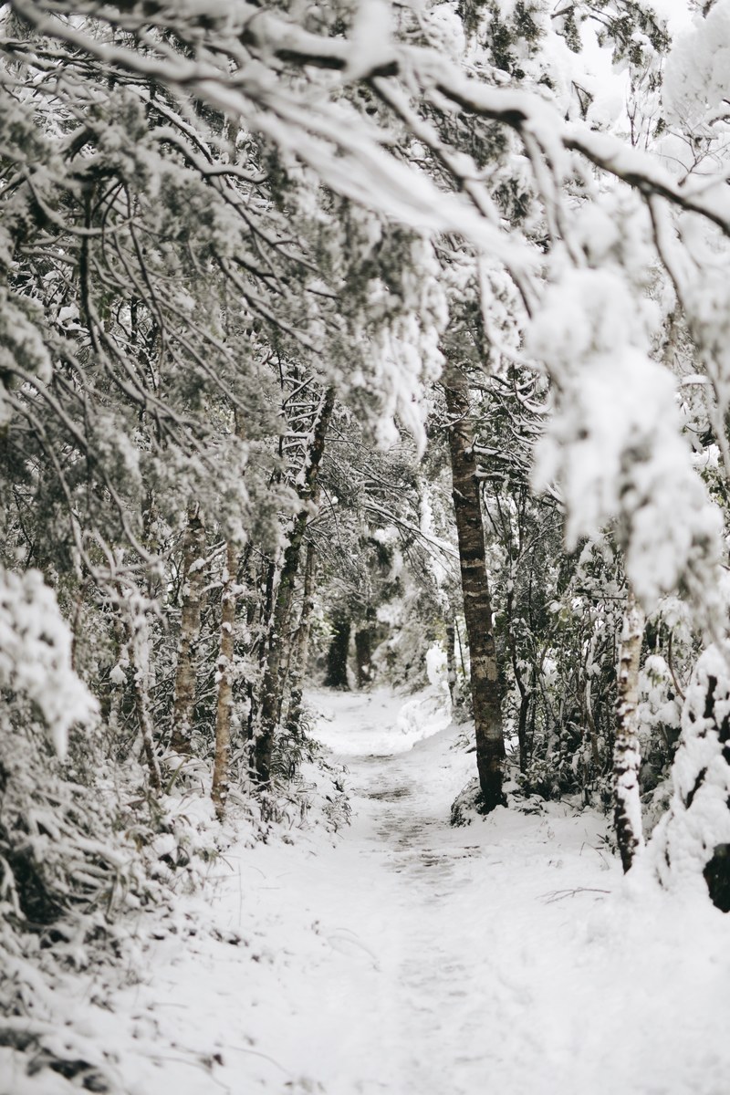 tree forest snow and path hd, 4k