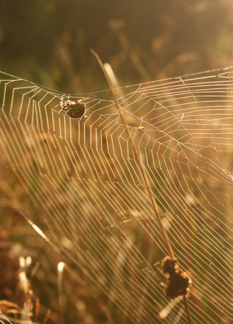 golden hour lights 4k