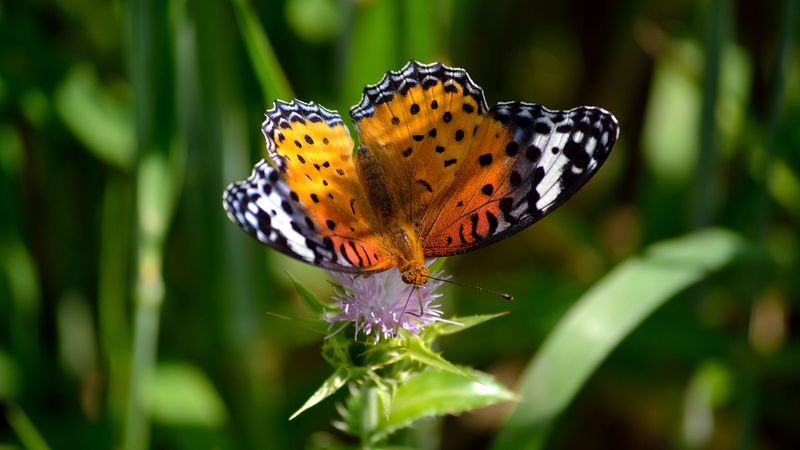 butterfly, wings, patterns, grass, flower, 4k