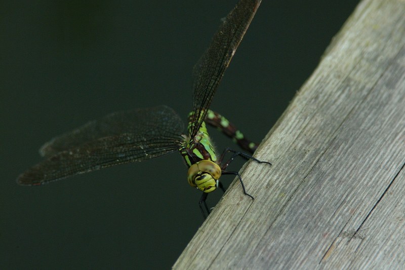 insect bug and dragon fly 4k