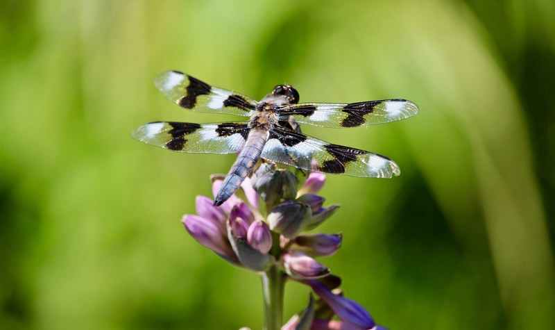 dragonfly lands on a purple flower in the field, dragonfly flying 4k
