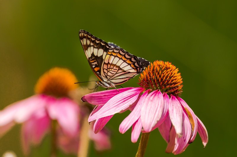 butterfly lands on a pink flower, western white admiral butterfly 4k