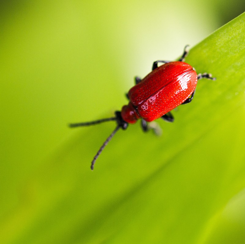 red beetle climbs on a green leafy plant, bug in the wild 4k