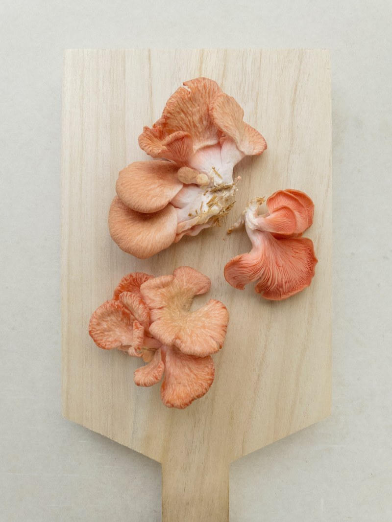 flamingo oyster mushrooms 4k
