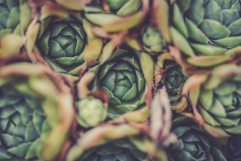 succulent green plant and artichoke 4k