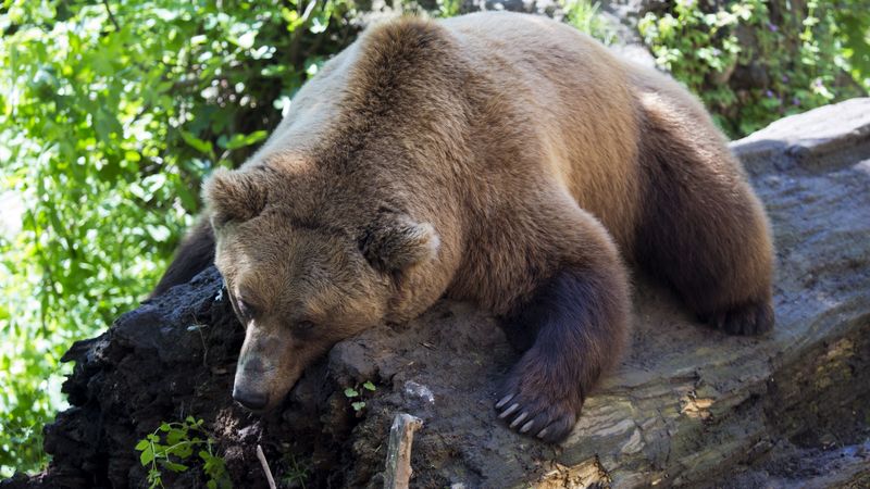 brown bear, lying, animal, tree, 4k