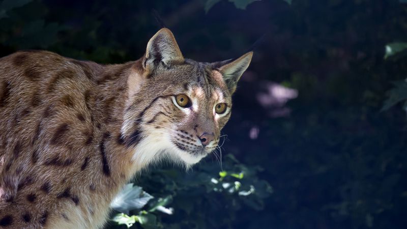 lynx, predator, muzzle, wild cat, 4k